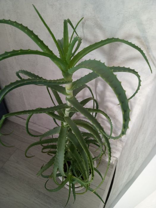 Продаю алое древовидное.