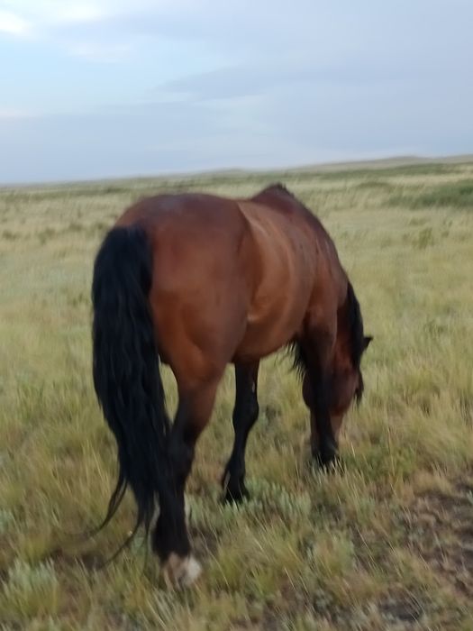 Продам жеребца полутяж