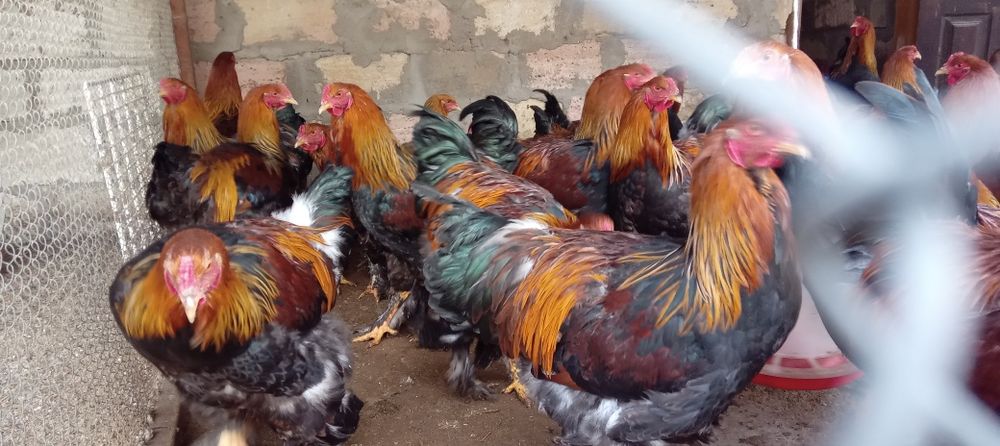 Петушки с курицами,