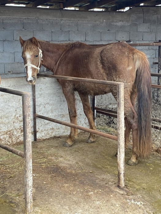 Продам кобылу 5 лет