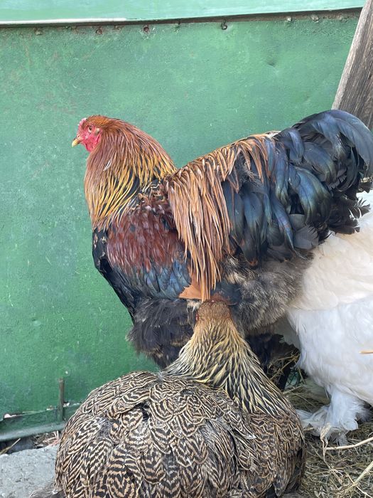 Ouă BRAHMA URIAȘ. Calitate superioară!!