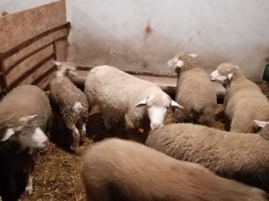 Oi Île de France de carne pentru sacrificat /taiat