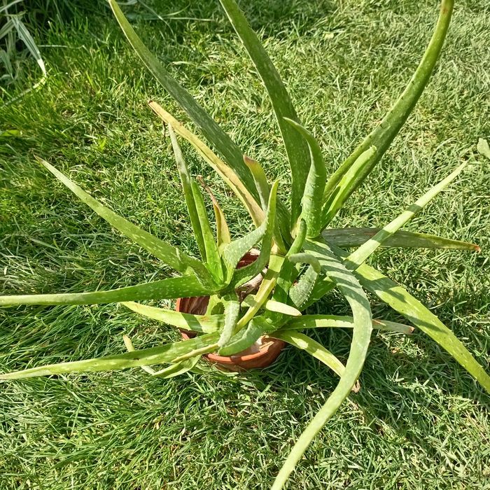 Алоэ вера (Aloe vera) — 25 см