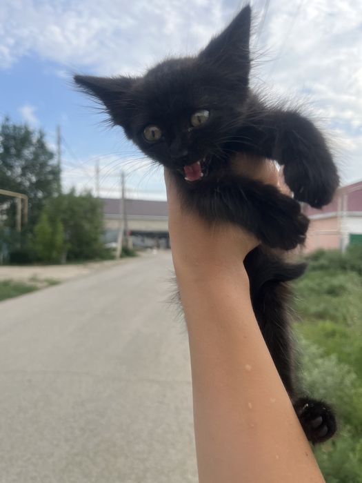 Котенок где то 2-3-4 месяца