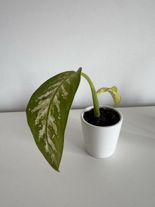 Dieffenbachia cu ghiveci ceramic