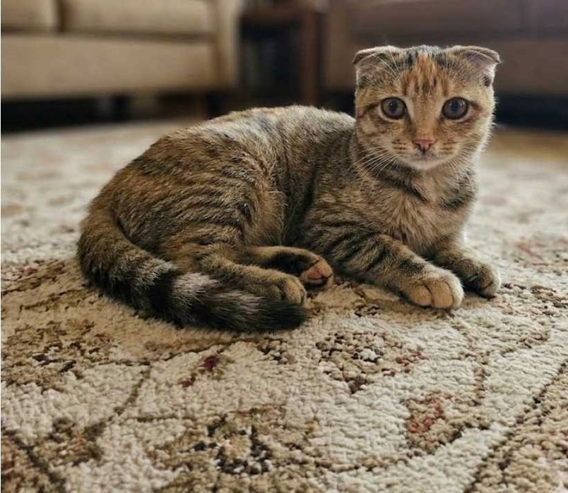 В добрые руки кошки