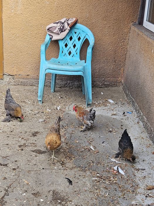 Gainușe pitici și Cocoși.