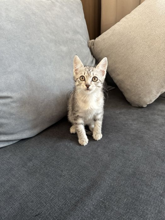 Британка котенку 2 месяцев