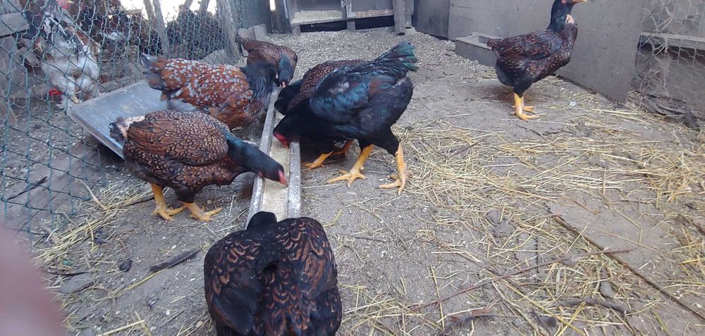 Oua de incubat diferite rase oua combatand oua brahma