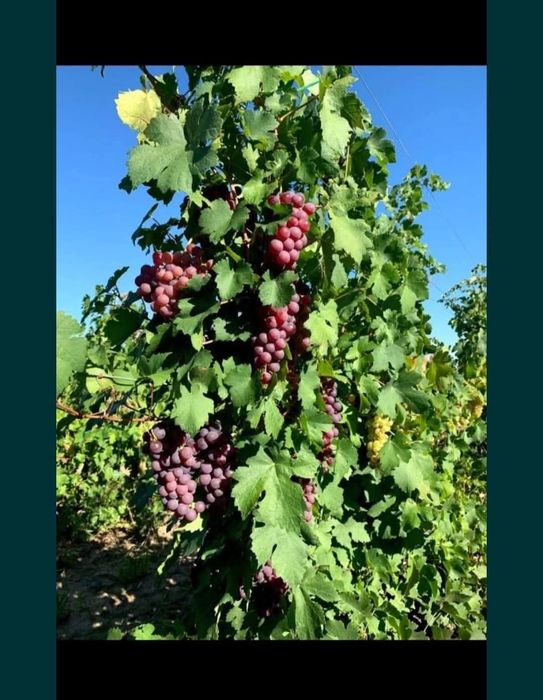 Struguri pentru vin