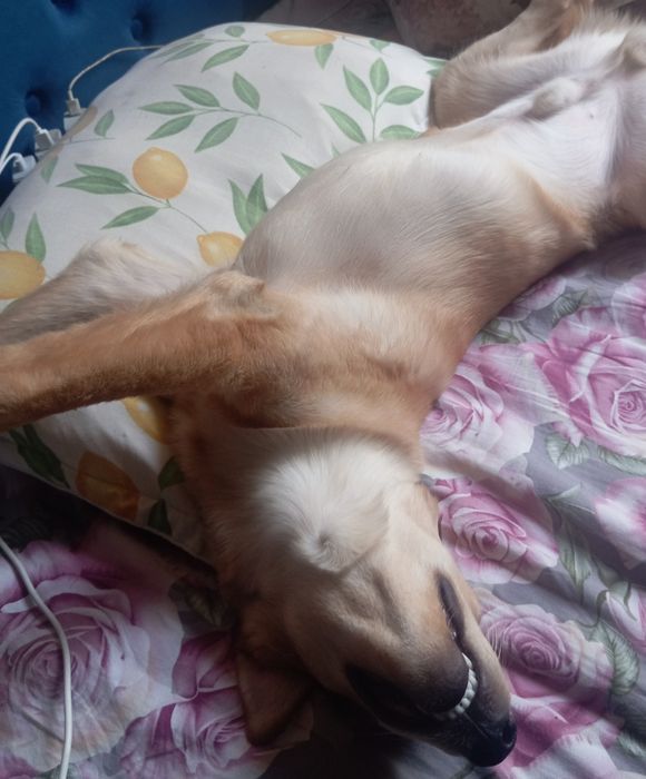 Отдам собаку в добрые руки