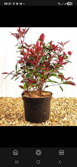 Фатина гуллар калина