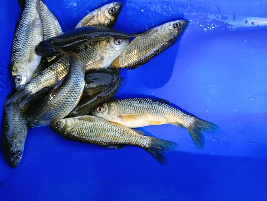 Puiet Cteno vara a 1 a