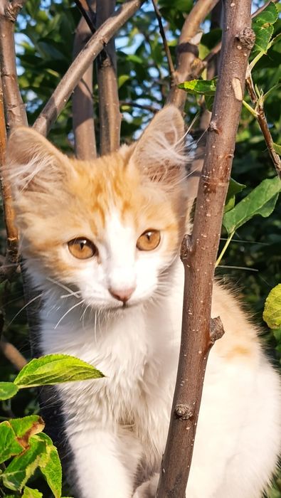 Два мальчика турецкой ангоры 2 месяца,