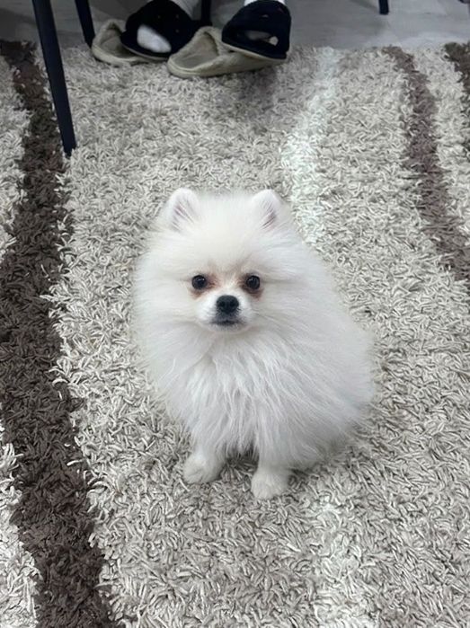 Собака шпец очень хорошая