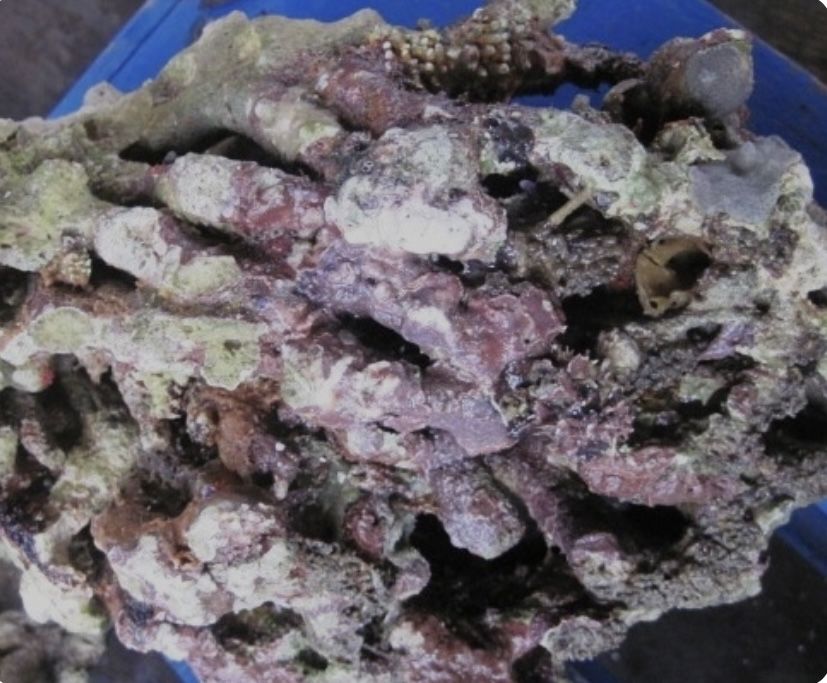 Живой рифовый камкнь