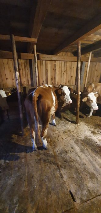 Vaca,baltata  românească de vanzare