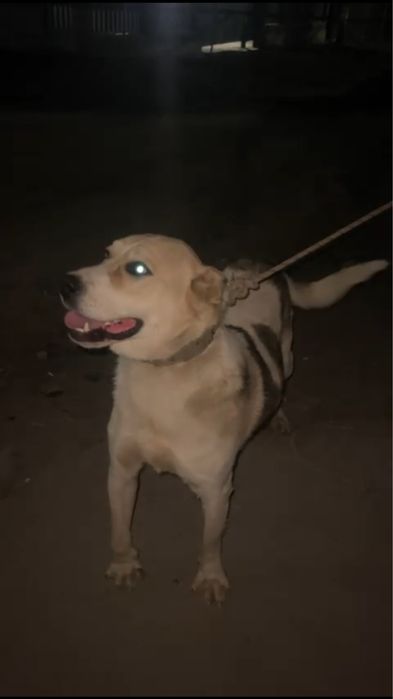 Шенок 1,3 бой не видел еше