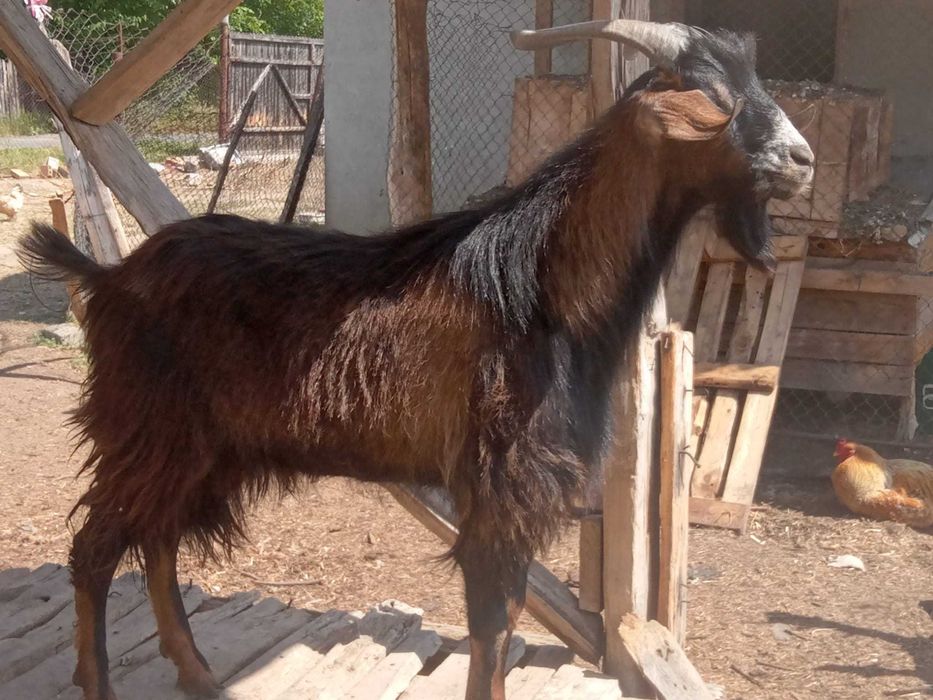 Vând doi Țapi de prasila