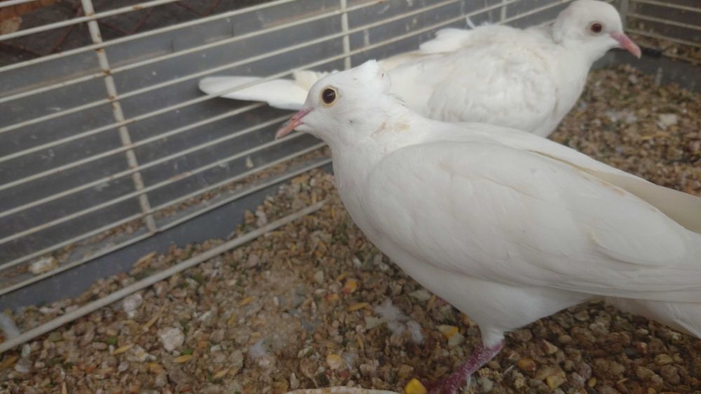 Гугутки/скумрутки