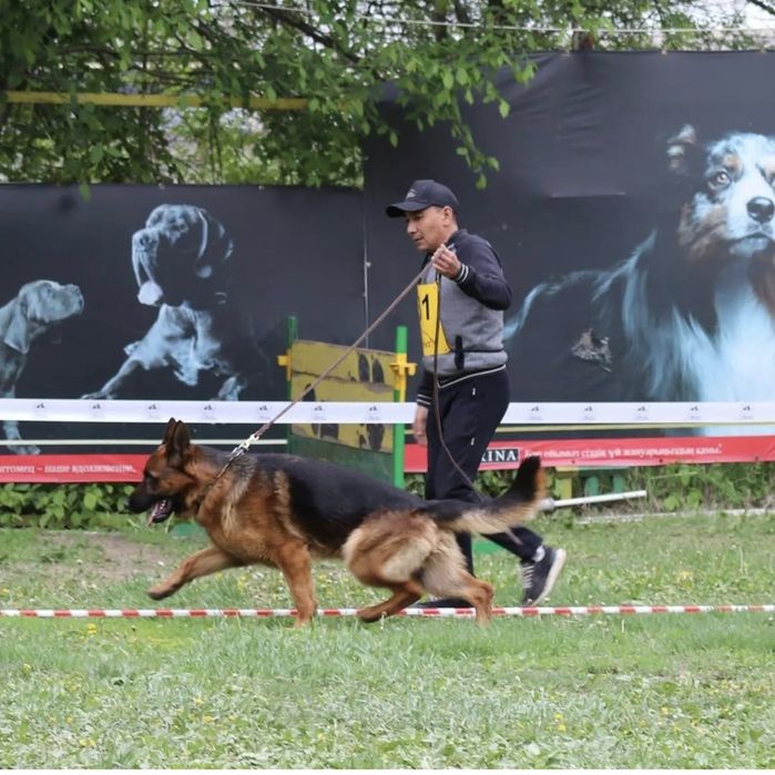 Срочно Щенок немецкой овчарки