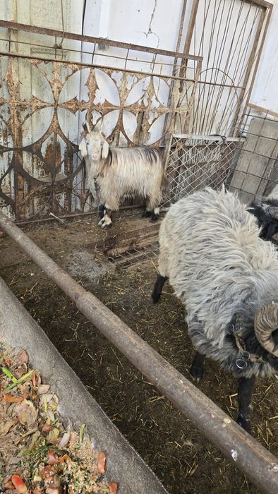 Qo'lar sotiladi.lllllll