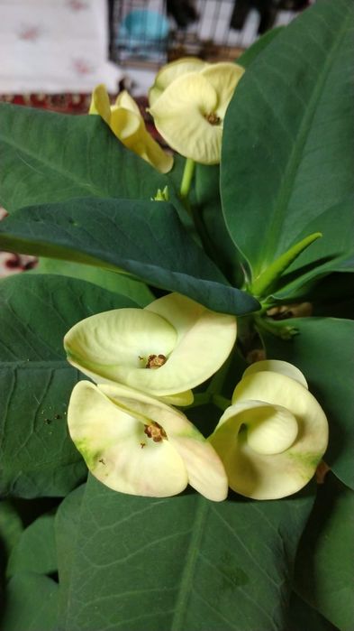 Продам комнатные растения