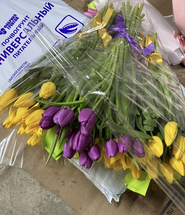 Тюльпаны оптом и в розницу