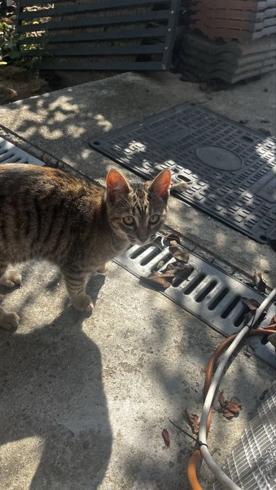 Donez pui de pisica tigrata 6 luni