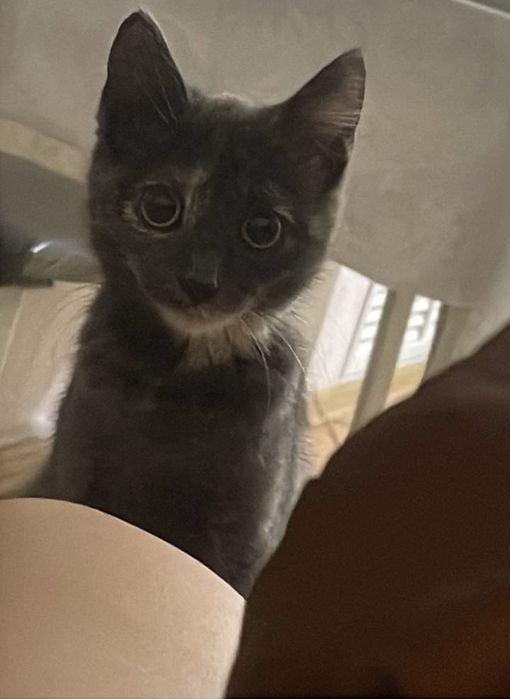 Отдам кошку в добрые руки