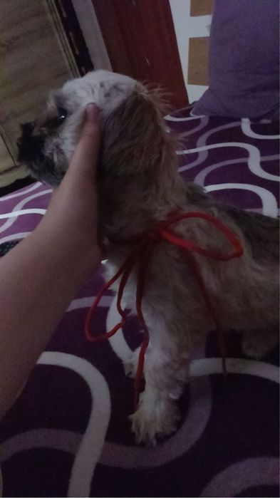 Donez câine de casa