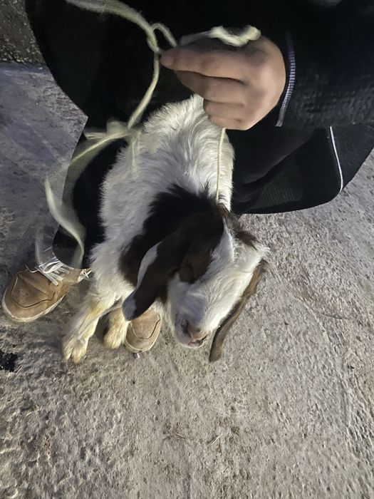 Echki sotiladi keliwamz