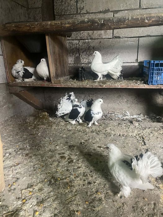 Vând porumbei curcani de ornament