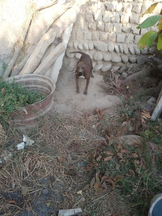 Фаргонада кизиканларга мархамат питбуль Киз сотилади 1.5 ёш хали тугма