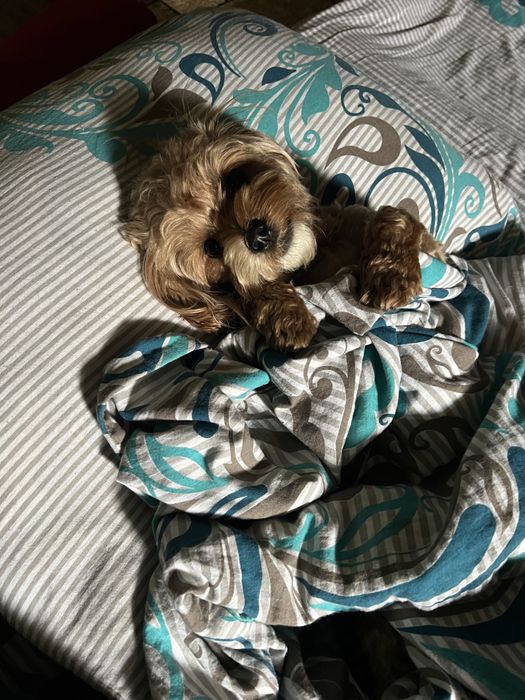 Вязка ! Розыскиваем мальчика-Мальтипу