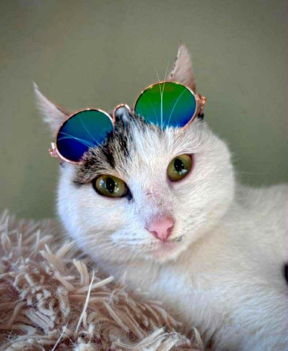 Руби на 7 м, нежна и спокойна, търси дом