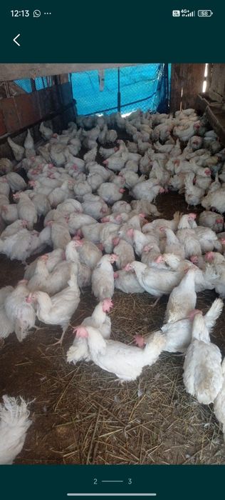 Куры несушки легорн