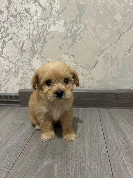 Продам супер мини девочку и мальчика Мальтипу