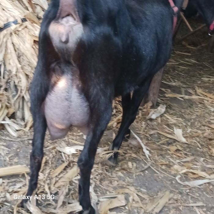 Vind capre murciano granadina rasă pură