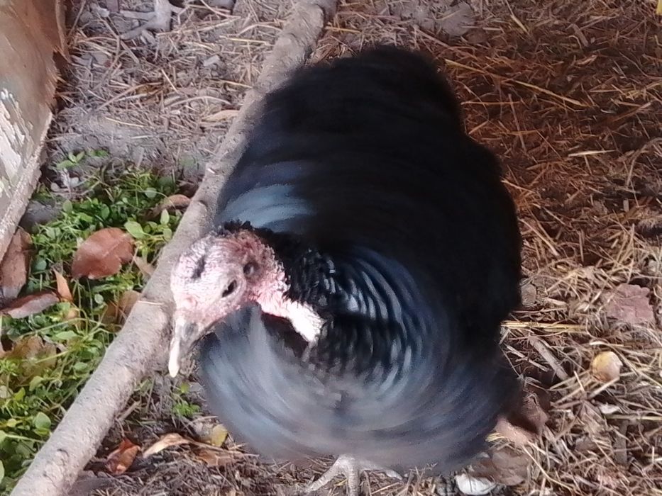 Moda kurkalar tezda sotiladi