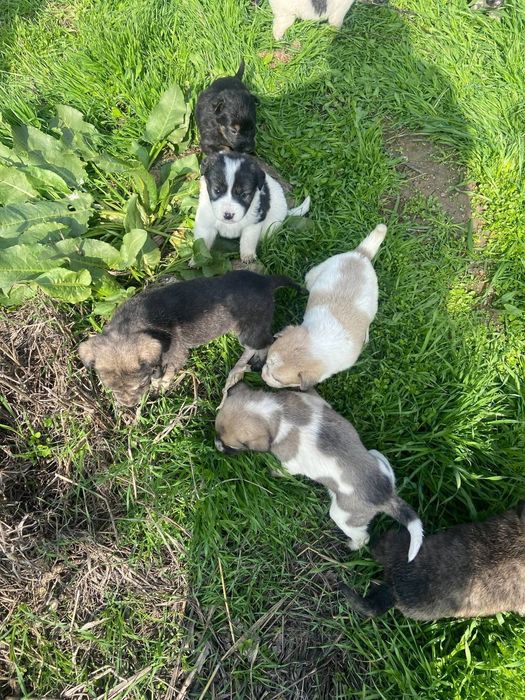 Добрые руки щенки