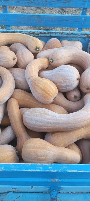 Тикви цигулки продавам