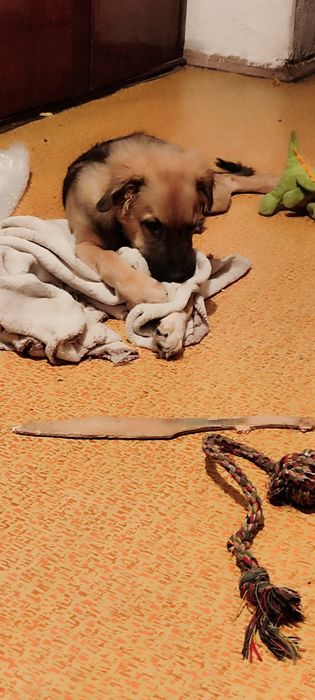 Отдам щенка даром