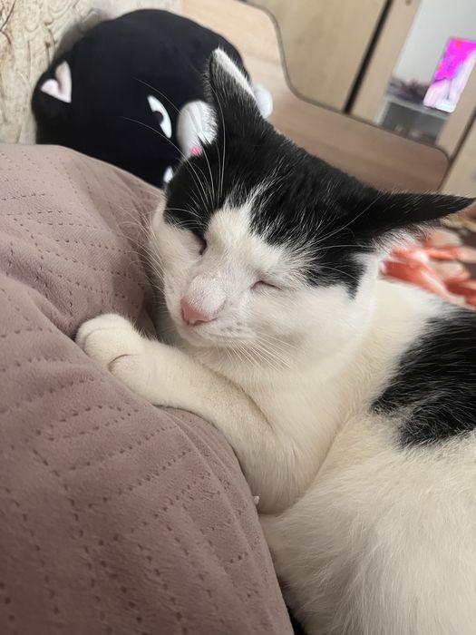 Motănel spre adoptie
