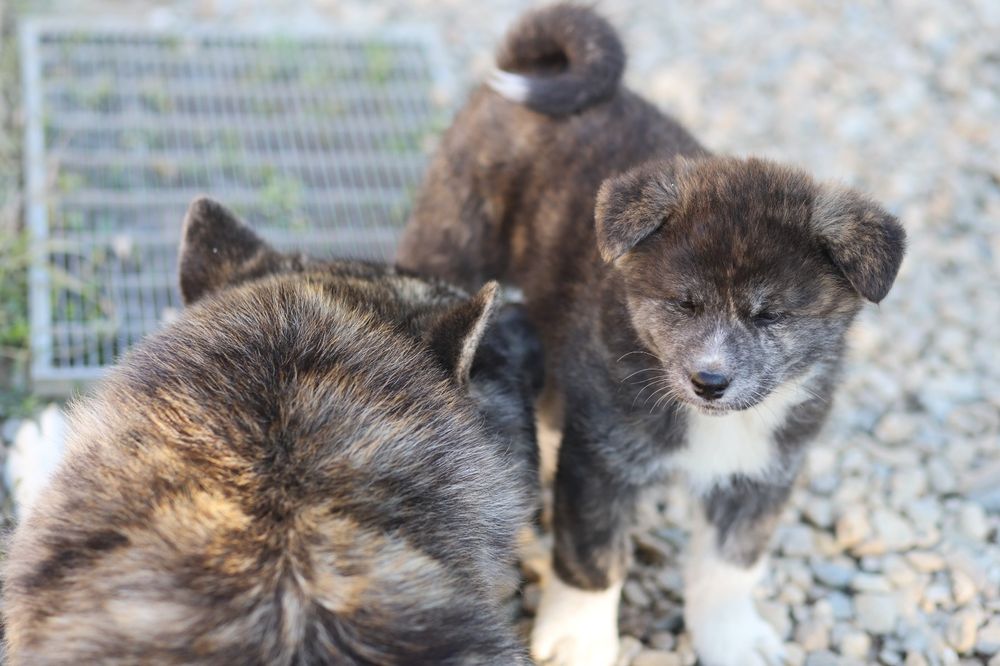 Pui Akita Inu brindle (tigrat) femela