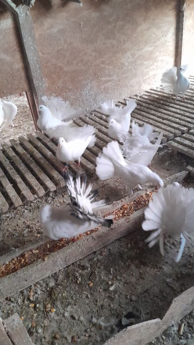 Porumbei curcanari albi