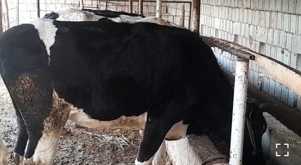 Xalol va sifatli maxsulotlar faqat bizda!
