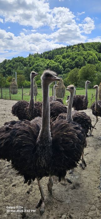 Vand Struți cocoși