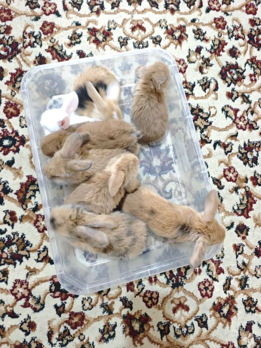 Quyon sotiladi baran