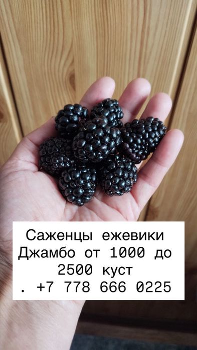 В продаже саженцы малины, ежевики.